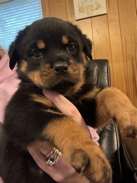 gucci rottweiler|gucci dogs for sale.